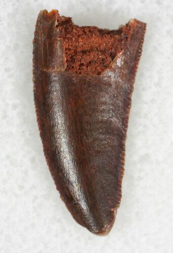 Serrated Raptor Tooth From Morocco - #22993